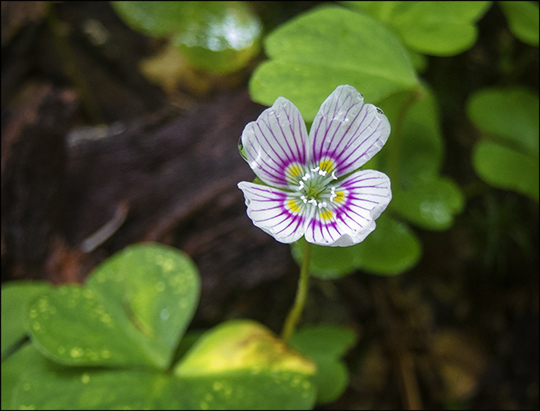Adirondack Wildflowers:  Common Wood Sorrel on the Boreal Life Trail at the Paul Smiths VIC (29 June 2013)