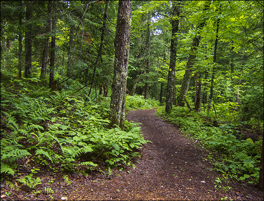 Adirondack Habitats: Along the Boreal Life Trail at the Paul Smiths VIC (29 June 2013)