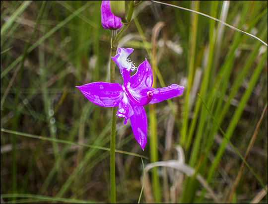 Adirondack Wildflowers:  Grass Pink Orchid blooming on Barnum Bog at the Paul Smiths VIC (29 June 2013)