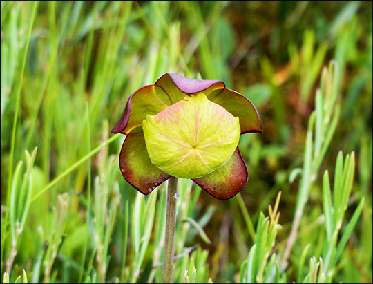 Adirondack Wildflowers:  Pitcher Plant blooming on Barnum Bog at the Paul Smiths VIC (29 June 2013)