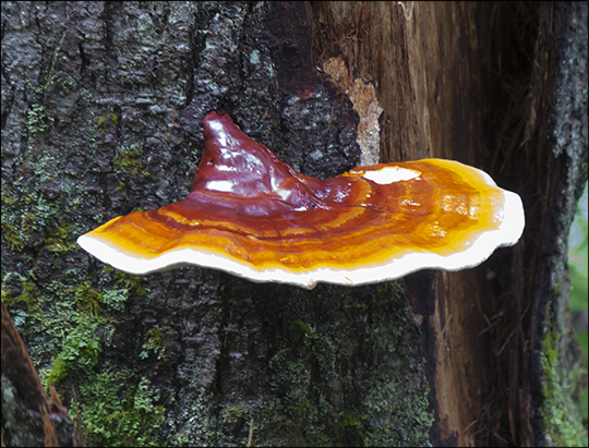 Mushrooms of the Adirondacks: Ganoderma tsugae along the Boreal Life Trail (29 June 2013)