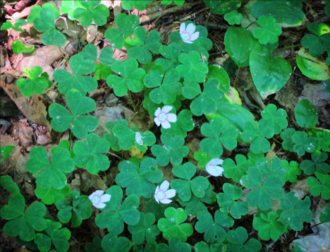 Adirondack Wildflowers: Common Wood Sorrel blooming on the Boreal Life Trail at the Paul Smiths VIC