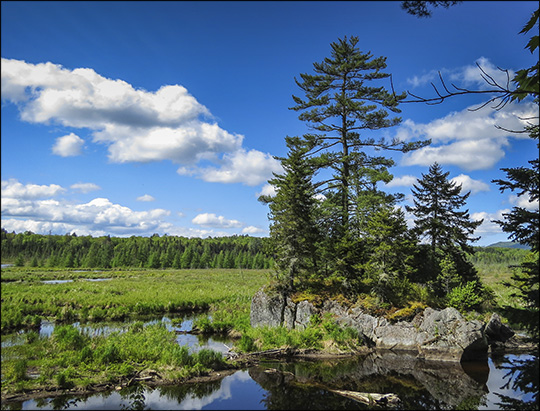 Adirondack Wetlands: Heron Marsh from the Barnum Brook Trail (31 May 2014)