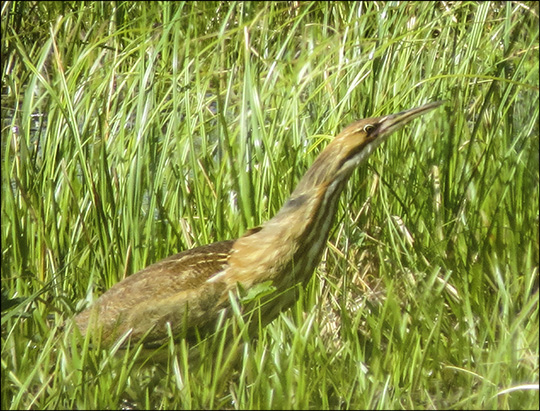 Birds of the Adirondacks: American Bittern on Heron Marsh (31 May 2014)