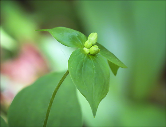 Adirondack Wildflowers:  Indian Cucumber-root on the Boreal Life Trail (31  May 2014)
