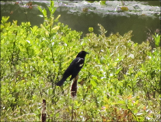 Birds of the Adirondacks:  Red-winged Blackbird on Heron Marsh (31 May 2014)