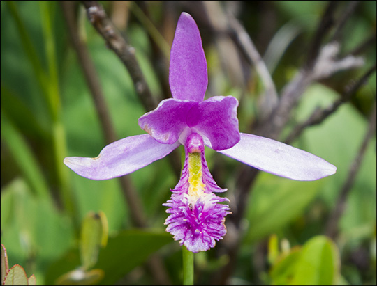 Wildflowers of the Adirondacks: Rose Pogonia on Barnum Bog from the Boreal Life Trail boardwalk at the Paul Smiths VIC (4 July 2015)