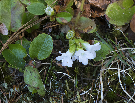 Adirondack Wildflowers:  Trailing Arbutus in bloom on the Barnum Brook Trail at the Paul Smiths VIC (4 May 2013)