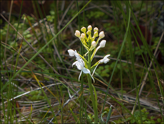 Adirondack Wildflowers: White-fringed Orchid on Barnum Bog at the Paul Smiths VIC (6 July 2013)