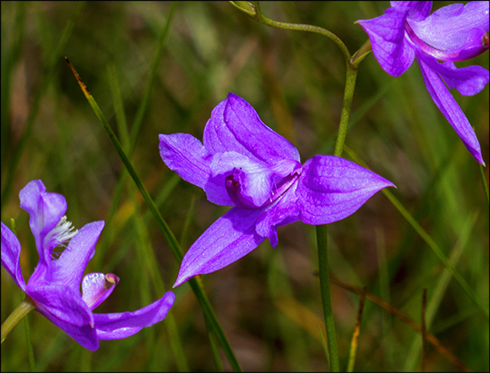 Adirondack Wildflowers:  Grass Pink Orchid blooming on Barnum Bog at the Paul Smiths VIC (6 July 2013)