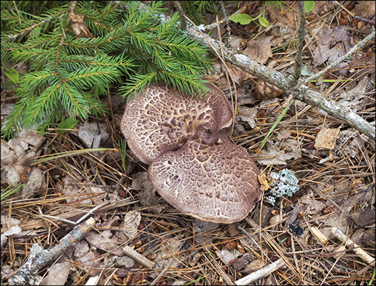 Mushrooms of the Adirondacks: Sarcodon Sp on the Heron Marsh Trail (7 September 2013)