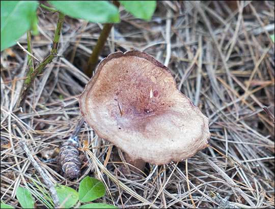 Mushrooms of the Adirondacks: Lactarium Sp (7 September 2013)