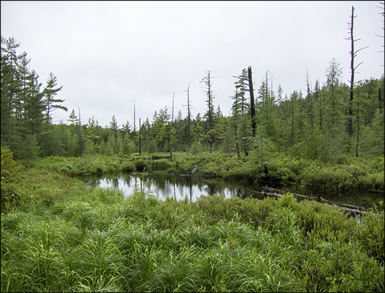 Adirondack Habitats:  Barnum Bog at the Paul Smiths VIC (8 June 2013)