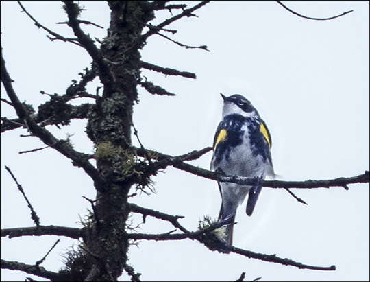 Birds of the Adirondacks: Yellow-rumped Warbler at the Paul Smiths VIC (8 June 2013)