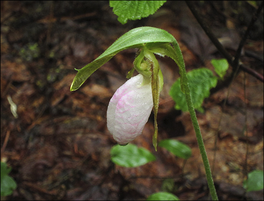 Wildflowers of the Adirondacks: Lady Slipper in bloom at the Paul Smiths VIC (8 June 2013)