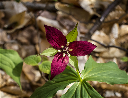 Wildflowers of the Adirondack Park:  Purple Trillium on the Heron Marsh Trail at the Paul Smiths VIC (8 May 2013)