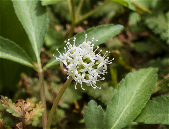 Wildflowers of the Adirondack Park: Dwarf Ginseng in bloom in deciduous forest along the Heron Marsh Trail at the Paul Smiths VIC (8 May 2013)