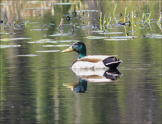 Birds of the Adirondack Park:  Male Mallard on Heron Marsh from the Heron Marsh Trail at the Paul Smiths VIC (8 May 2013)