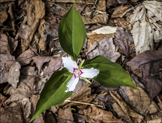 Wildflowers of the Adirondack Park:  Painted  Trillium in bloom along the Heron Marsh Trail at the Paul Smiths VIC (8 May 2013)