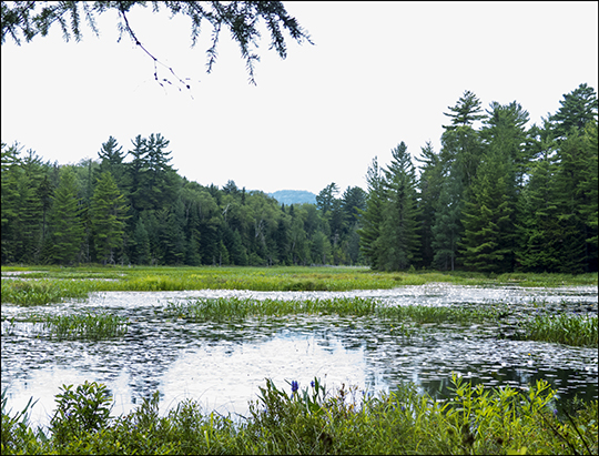 Adirondack Wetlands:  Heron Marsh at the Paul Smiths VIC (20 July 2013)