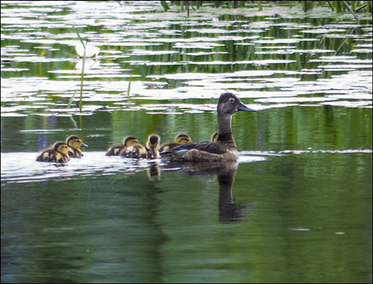 Birds of the Adirondacks: Ring-necked Ducks on Heron Marsh (20 July 2013)