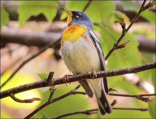 Birds of the Adirondacks: Northern Parula on territory on the Loggers Loop Trail at the Paul Smiths VIC (20 June 2015)