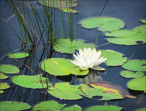 Adirondack Wildflowers: White Water Lily on Heron Marsh
