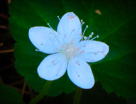 Adirondack Wildflowers: Dewdrop (False Violet) in bloom along the Heron Marsh Trail