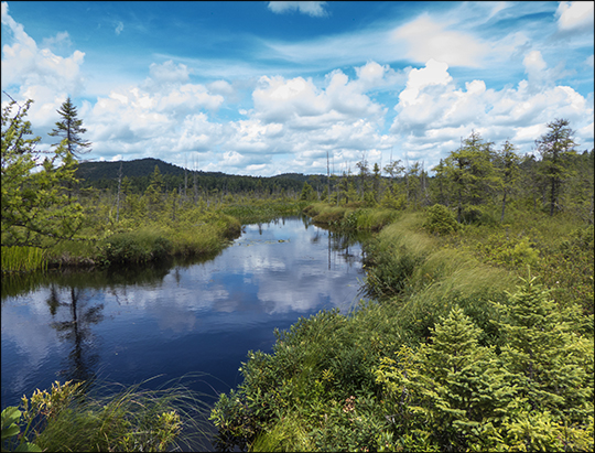 Adirondack Wetlands: Barnum Brook flowing through Barnum Bog at the Paul Smiths VIC (2 August 2013)