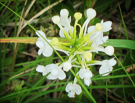 Adirondack Wildflowers:  White-fringed Orchid from the Boreal Life boardwalk