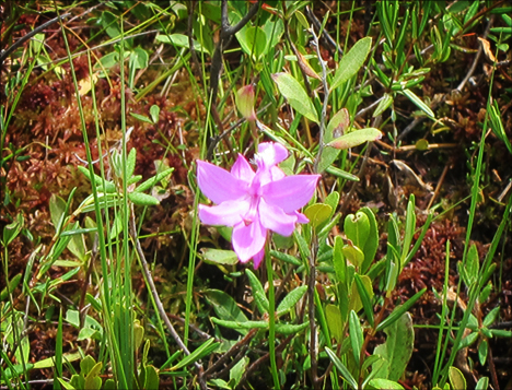Adirondack Wildflowers: Grass Pink from the Boreal Life Boardwalk