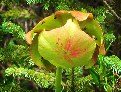 Adirondack Wildflowers: Pitcher Plant from the Boreal Life Boardwalk at the Paul Smiths VIC