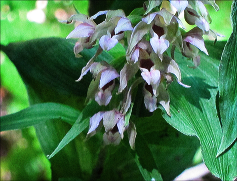 Helleborine Orchid on the Boreal Life Trail -- a non-native orchid