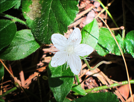 Adirondack Wildflowers:  Dewdrop (Dalibarda repens) on the Boreal Life Trail at the Paul Smiths VIC