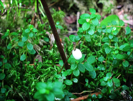 Adirondack Wildflowers:  Creeping Snowberry in fruit on the Boreal Life Trail at the Paul Smiths VIC