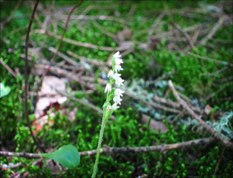 Adirondack Wildflowers:  Dwarf Rattlesnake Plantain on the Boreal Life Trail at the Paul Smiths VIC