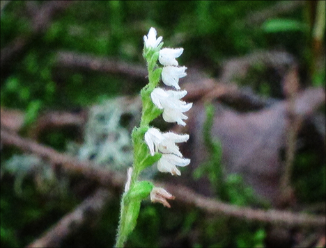 Adirondack Wildflowers:  Dwarf Rattlesnake Plantain on the Boreal Life Trail at the Paul Smiths VIC
