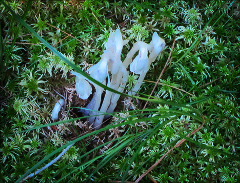 Adirondack Wildflowers: Indian Pipe on the Boreal Life Trail at the Paul Smiths VIC
