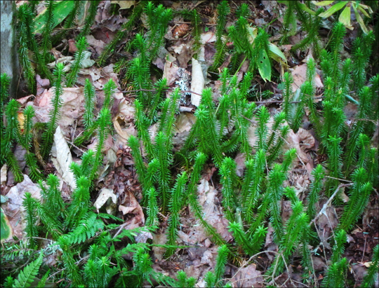 Shining Clubmoss on the Boreal Life Trail at the Paul Smiths VIC