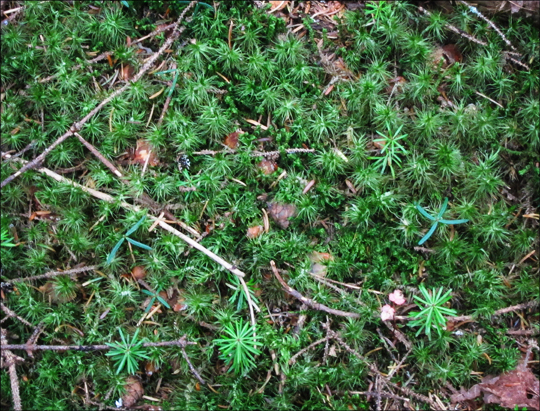 Adirondack Wildflowers:  Hair-capped Moss on the Boreal Life Trail at the Paul Smiths VIC