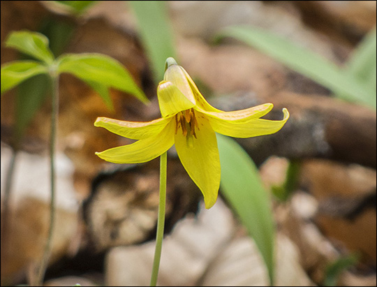 Adirondack Wildflowers: Trout Lily on the Loggers Loop Trail (18 May 2014)
