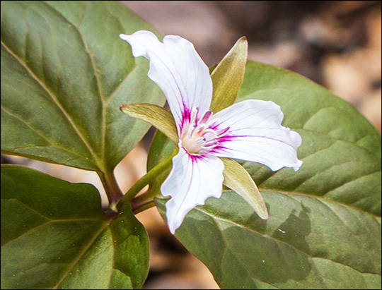 Adirondack Wildflowers:  Painted Trillium on the Loggers Loop Trail (18 May 2014)