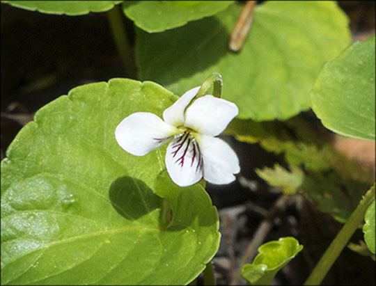 Adirondack Wildflowers:  Smooth White Violet on the Boreal Life Trail (18 May 2014)