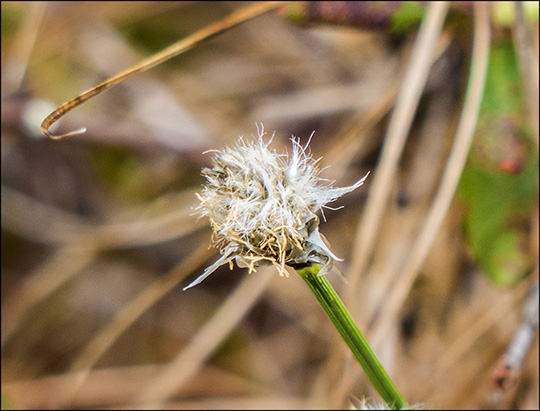 Adirondack Wildflowers:  Cotton Grass on Barnum Bog (18 May 2014)