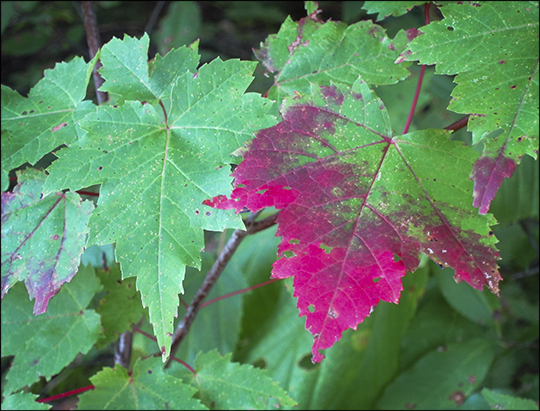 Trees of the Adirondacks:  Red Maple leaf on the Barnum Brook Trail (12 September 2012)