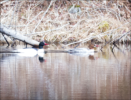 Birds of the Adirondacks:  Common Merganser on Black Pond (27 APril 2013)