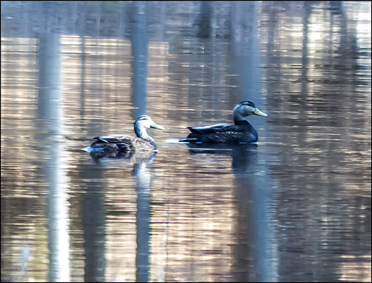 Birds of the Adirondacks:  American Black Ducks on Black Pond (23 April 2013)