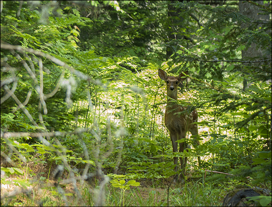 Mammals of the Adirondacks:  White-tailed Deer along the Bobcat Trail (18 June 2013)