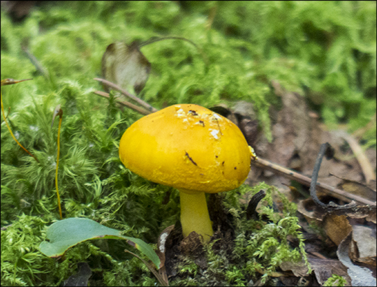 Mushrooms of the Adirondacks:  Amanita Flavoconia on the Bobcat Trail (31 July 2013)