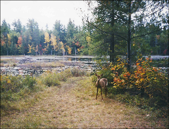 Mammals of the Adirondacks:  White-tailed Deer along the Bobcat Trail)